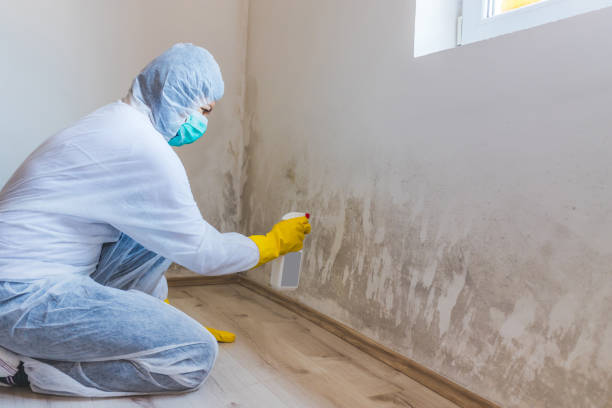 Professional mold removal team in Chester