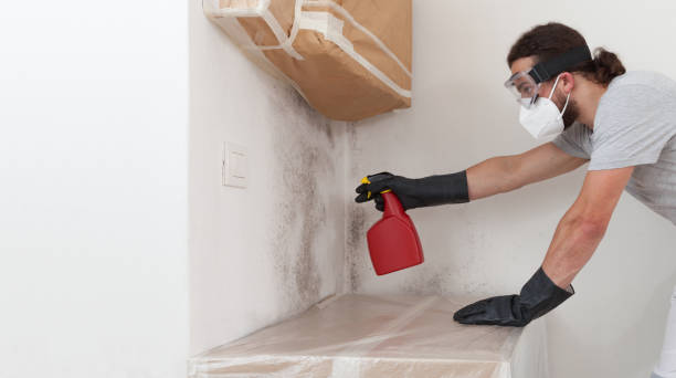 Basement Mold Remediation treatment on basement walls in Chester